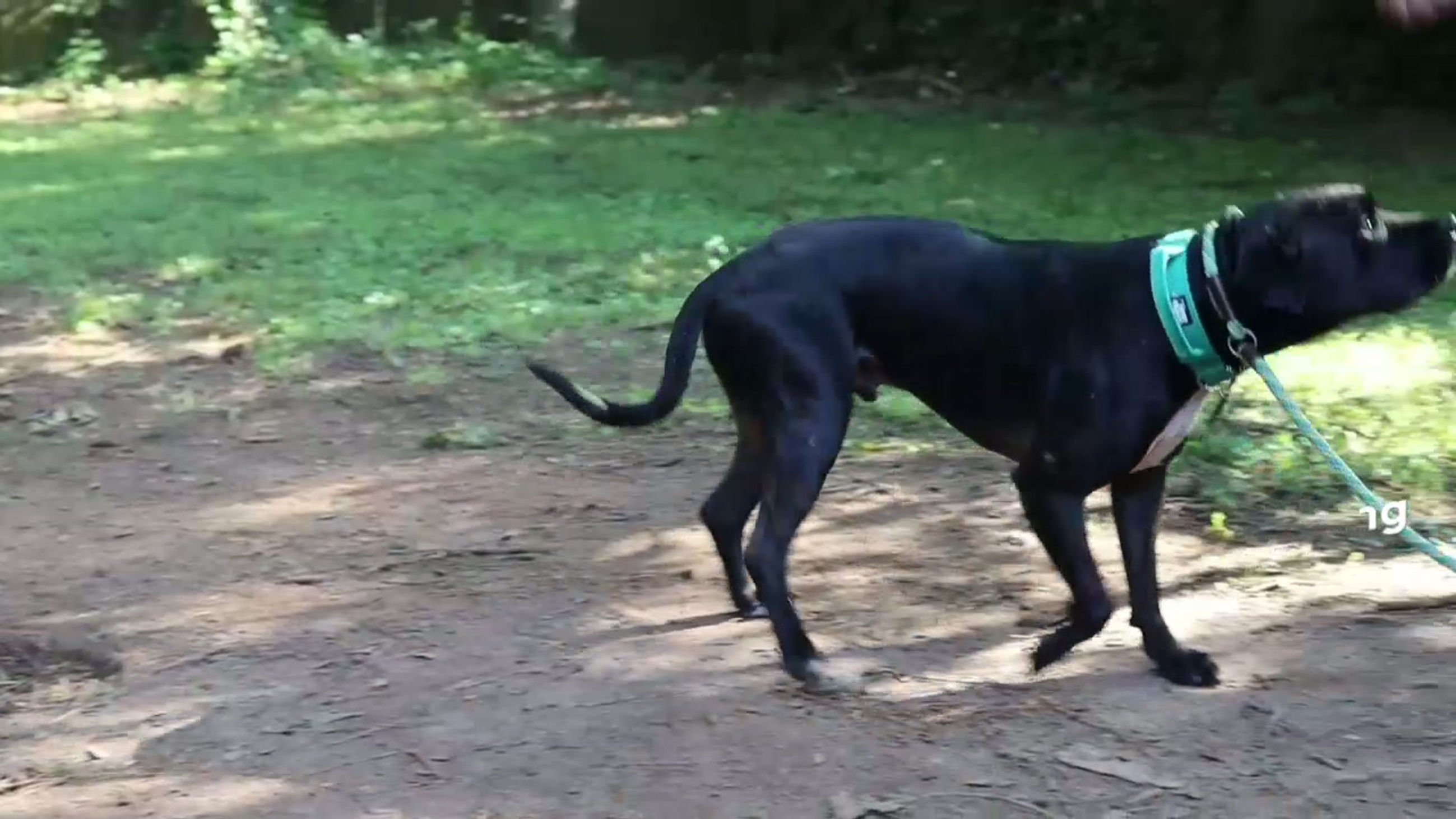 Perfect Companion - Program Intro